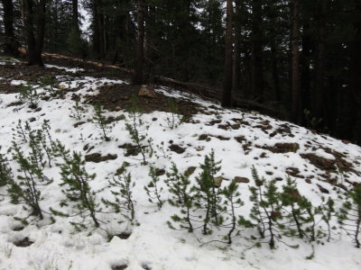 Fresh snow!! (Near the Snow Plant) Tioga Pass, Yosemite Nat'l Park, Calif 7/9/2015