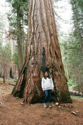 Christina w. Sequoiadendron giganteum (Giant Sequioa) Yosemite Nat'l Park, Calif 7/9/2015