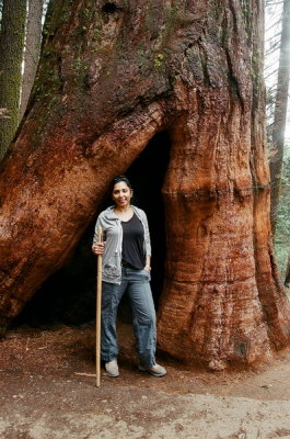 Jackie w. Sequoiadendron giganteum (Giant Sequioa) Yosemite Nat'l Park, Calif 7/9/2015
