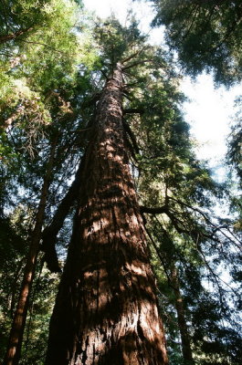 Sequoia sempervirens (Coast Redwood) Big Sur Coast, California 7/6/2015
