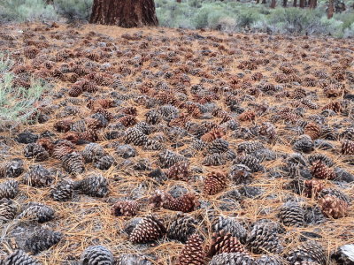 A mosaic of Pinus ponderosa  (Ponderosa Pine) cones. Mono Lake area 7/10/2015