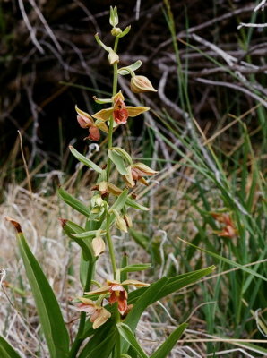 Epipactis gigantea (Stream Orchid)  Mono Lake, Calif 7/10/2015