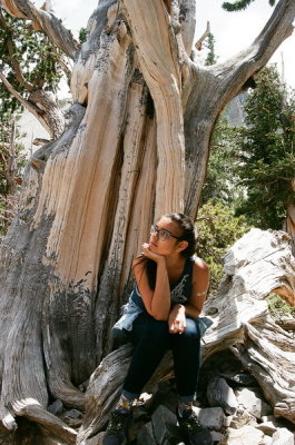 Johanna with a 3,200 year old Bristlecone Pine (Pinus longaeva) Great Basin Nat'l Park, Nevada 7/11/2015