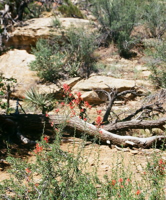 Wyoming Paintbrush (Castellija linariifolia) Mesa Verde Nat'l Park, Colorado. 7/13/2015