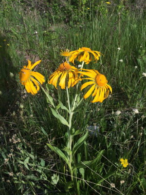 Unidentified roadside sunflower (Compositae) Northern New Mexico 7/13/2015 