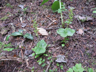 Neottia cordata var.nephrophylla (Heart-leaved Twayblade) & Goodyera oblongifolia. Williams Lake Trail, New Mexico. 7/14/2015