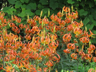 A truly stunning colony of Lilium superbum (Turk's-cap Lily) Rest area along I 80 in PA. 7/19/2015