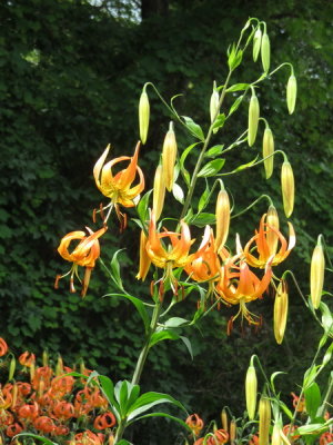 A truly stunning colony of Lilium superbum (Turk's-cap Lily) Rest area along I 80 in PA. 7/19/2015