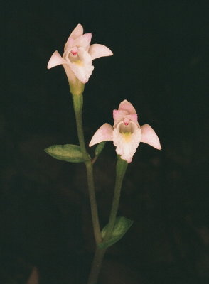 Triphora trianthaphora (Three Birds Orchid) 8/16/2015 New Hampshire