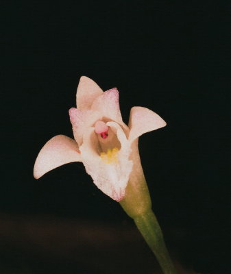 Triphora trianthaphora (Three Birds Orchid) 8/16/2015 New Hampshire