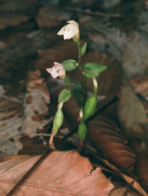 Triphora trianthaphora (Three Birds Orchid) w. developing capsule.8/16/2015 New Hampshire