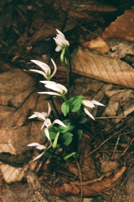 Triphora trianthaphora (Three Birds Orchid) 8/16/2015 New Hampshire