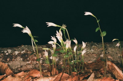Triphora trianthaphora (Three Birds Orchid) 8/16/2015 New Hampshire