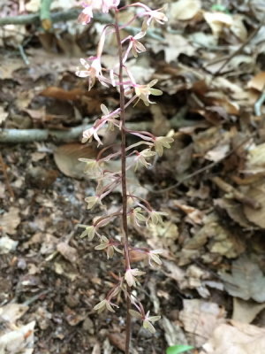 Tipularia discolor (Crane-fly Orchid) 8/8/2015 Long Island, New York