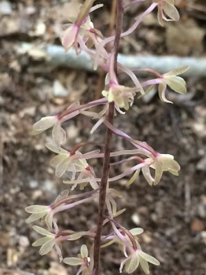 Tipularia discolor (Crane-fly Orchid) 8/8/2015 Long Island, New York