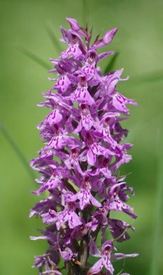  Dactylorhiza maculata (Heath Spotted Orchid) Stechelberg (Jungfrau region of the Swiss Alps) July 7th, 2016