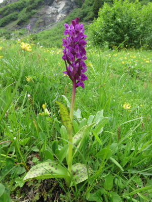  Dactylorhiza majalis (Marsh Orchid ) Murren (Jungfrau region of the Swiss Alps) July 7th, 2016