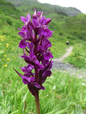 Dactylorhiza majalis (Marsh Orchid) Murren (Jungfrau region of the Swiss Alps) July 7th, 2016