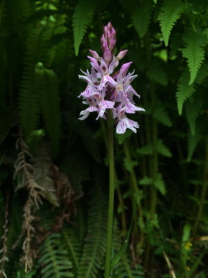  Dactylorhiza maculata subsp. fuchsii (Common Spotted Orchid) Lauterbrunnen (Jungfrau region of the Swiss Alps) July 7th, 2016