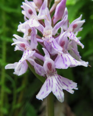  Dactylorhiza maculata subsp. fuchsii  (Common Spotted Orchid) Lauterbrunnen. (Jungfrau region of the Swiss Alps) July 7th, 2016