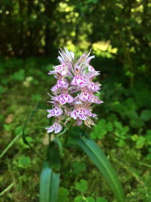  Dactylorhiza maculata subsp. fuchsii (Common Spotted Orchid) Ordesa Valley July 19th, 2016. 