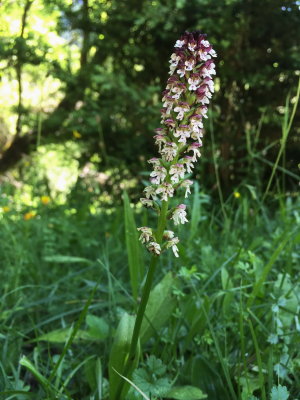  Neotinea (Orchis) ustulata (Burnt-tip Orchid) Ordesa Valley July 19th, 2016.