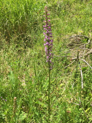  Gymnadenea conopsea (Fragrant Orchid) Ordesa Valley July 19th, 2016.