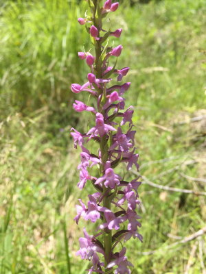 Gymnadenea conopsea (Fragrant Orchid) Ordesa Valley July 19th, 2016.