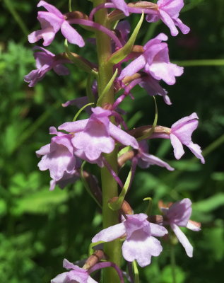 Gymnadenea conopsea (Fragrant Orchid) Ordesa Valley July 19th, 2016.