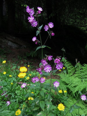 Silene dioca (Alpine Red Campion) w. Ranunculus montanus (Mountain Buttercup) Lauterbrunnen (Jungfrau region of the Swiss Alps) 