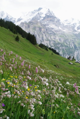 Silene vulgaris w. Polygonum bistorta & Ranunculus montanus; Lauterbrunnen. (Jungfrau region of the Swiss Alps) July 7th, 2016