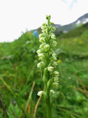 Psuedorchis albida subsp. tricuspis (Small White Orchid) Lauterbrunnen (Jungfrau region of the Swiss Alps) July 7th, 2016 