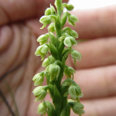 Psuedorchis albida subsp. tricuspis (Small White Orchid) Lauterbrunnen.  
