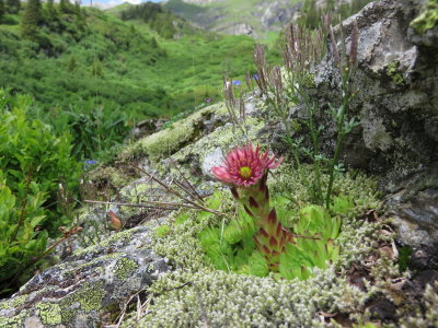 Sempervivum tectorum (Common Houseleek) Lauterbrunnen. (Jungfrau region of the Swiss Alps) July 7th, 2016