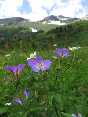  Geranium pratense (Meadow Cranesbill) Lauterbrunnen. (Jungfrau region of the Swiss Alps) July 7th, 2016
