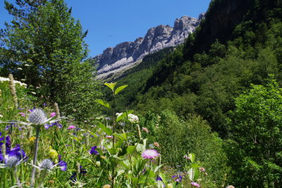  A Pyrenean scene: Iris latifolia, Knautia dipsacifolia, Eryngium bourgati. Ordesa Valley July 19th, 2016.