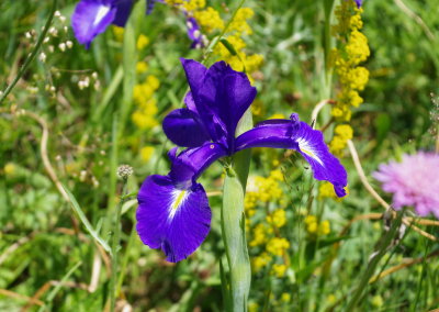 Iris latifolia (English Iris) Ordesa Valley July 19th, 2016.