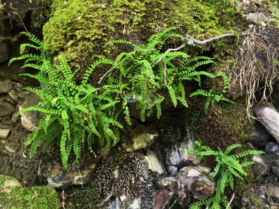 Asplenium trichomanes (Maidenhair Spleenwort) Ordesa Valley July 19th, 2016.