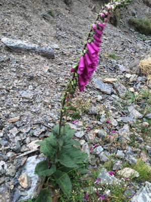Digitalis purpurea (Foxglove) Pyrenees Nat'l Park - Aragnouet, France July 20th, 2016