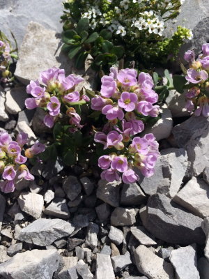 Thlaspi rotundifolium (Round-leaved Penny Cress) w. Pritzelago alpina (Alpine Hutchinsia) Adamello Brenta Nat'l Park.