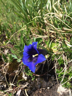 Gentiana clusii (Clusius Gentian) Adamello Brenta Nat'l Park Dolomite Range, Italy. July 10th, 2016