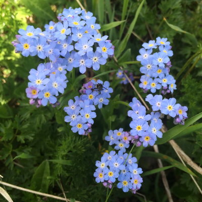  Myosotis alpestris (Alpine Forget-Me-Not) Adamello Brenta Nat'l Park Dolomite Range, Italy. July 10th, 2016