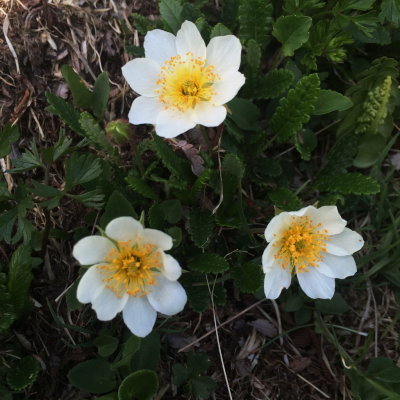  Dryas octopetala (Mountain Avens) Adamello Brenta Nat'l Park Dolomite Range, Italy. July 10th, 2016