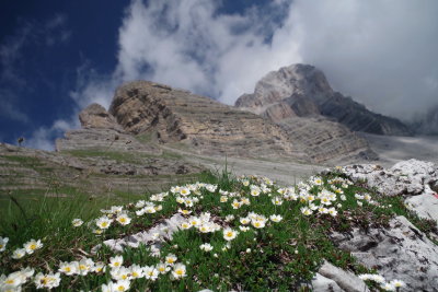  Dryas octopetala (Mountain Avens) Adamello Brenta Nat'l Park Dolomite Range, Italy. July 10th, 2016