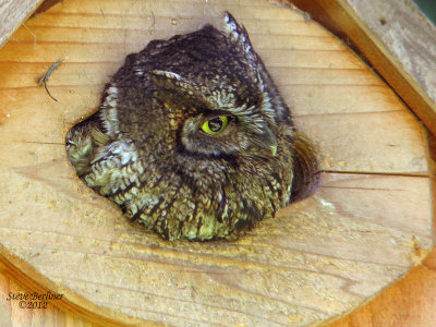 Screech Owl at home