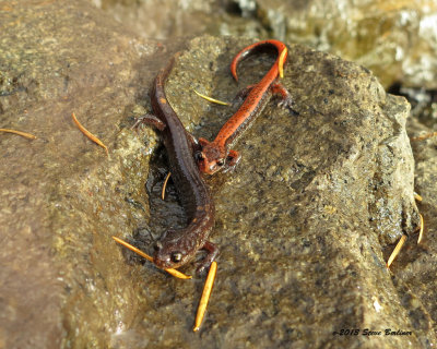 W. Red-backed Salamander pr. 11-2-13
