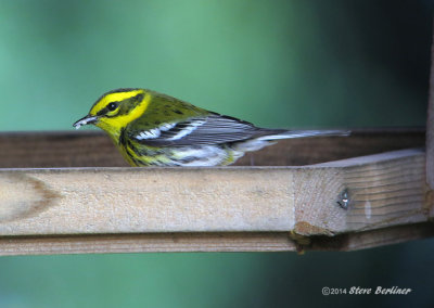 Townsends Warbler