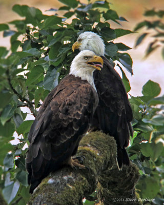 Bald Eagle pair