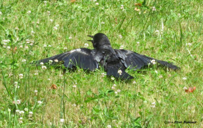 Crow sunning in clover