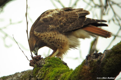 Red-tailed Hawk